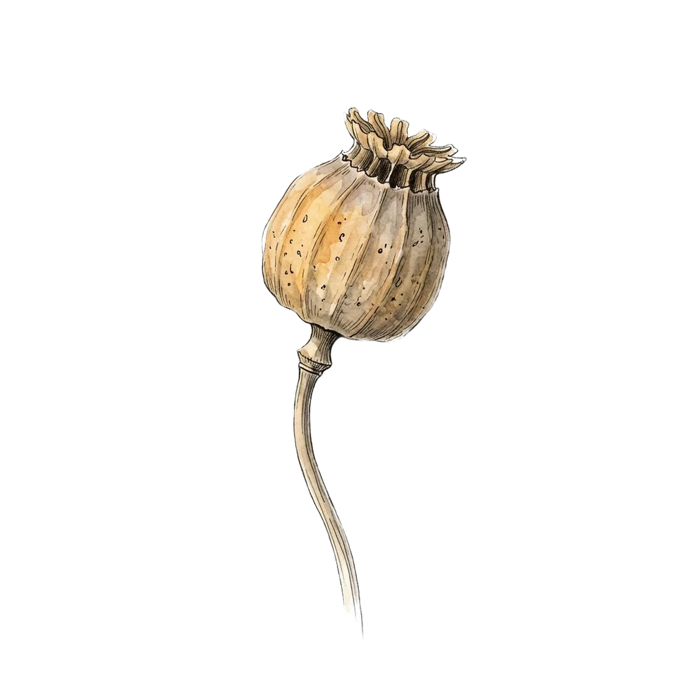 Botanical art for the Grief theme